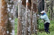 Sẽ thành lập thị trường cao su khu vực